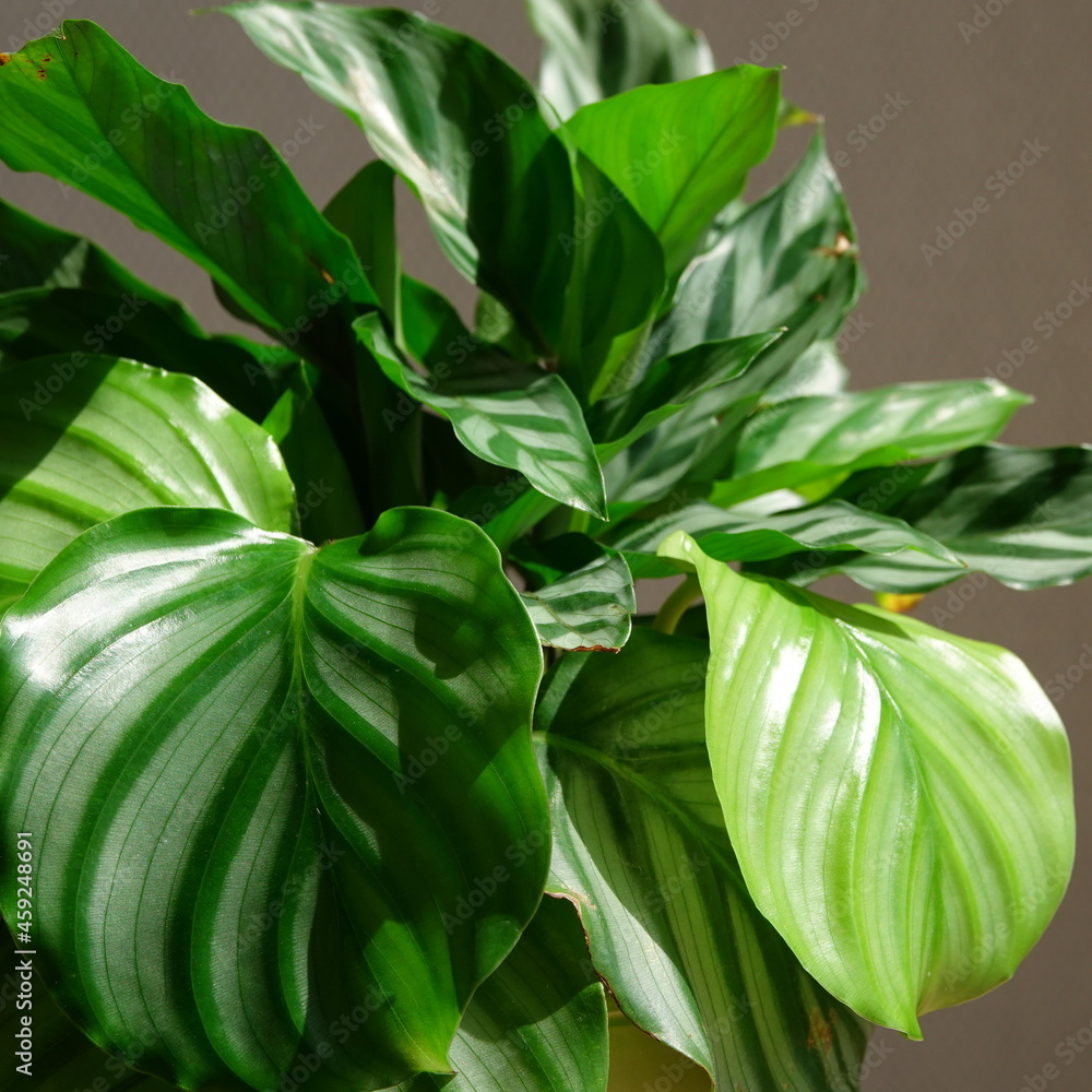 Obraz premium plants life calathea 
