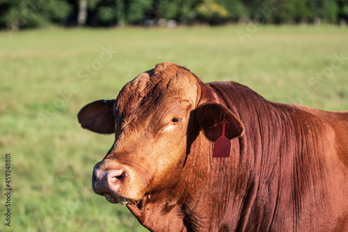 Salers bull in profile photo