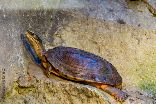 The golden coin turtle (Cuora trifasciata) is a species of turtle endemic to southern China and northern Vietnam.
It has three distinct black stripes on its brown carapace.