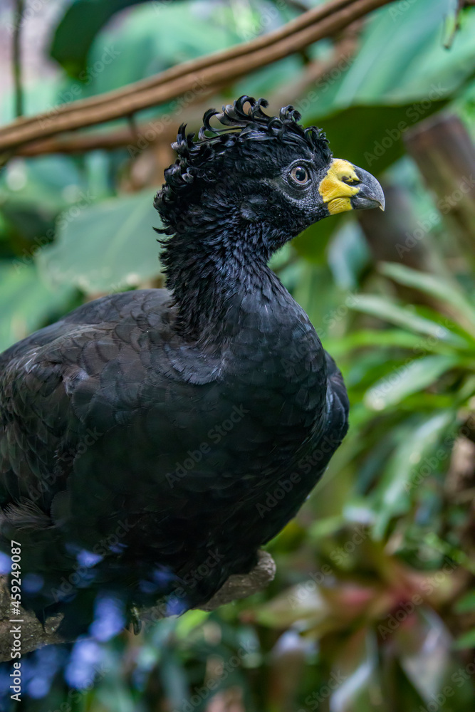 Obraz premium A male bare-faced curassow (Crax fasciolata). It is a species of bird in the family Cracidae, The male has black upper parts faintly glossed with greenish-olive, with an unfeathered face