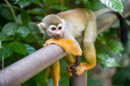 the closeup image of Common squirrel monkey  (Saimiri sciureus), is a species of squirrel monkey from Guiana, Venezuela and Brazil.   © Danny Ye