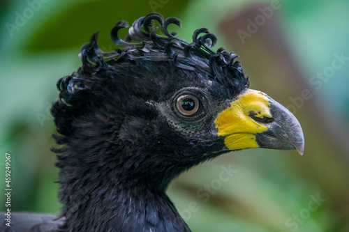 A male bare-faced curassow (Crax fasciolata). It is a species of bird in the family Cracidae, The male has black upper parts faintly glossed with greenish-olive, with an unfeathered face photo