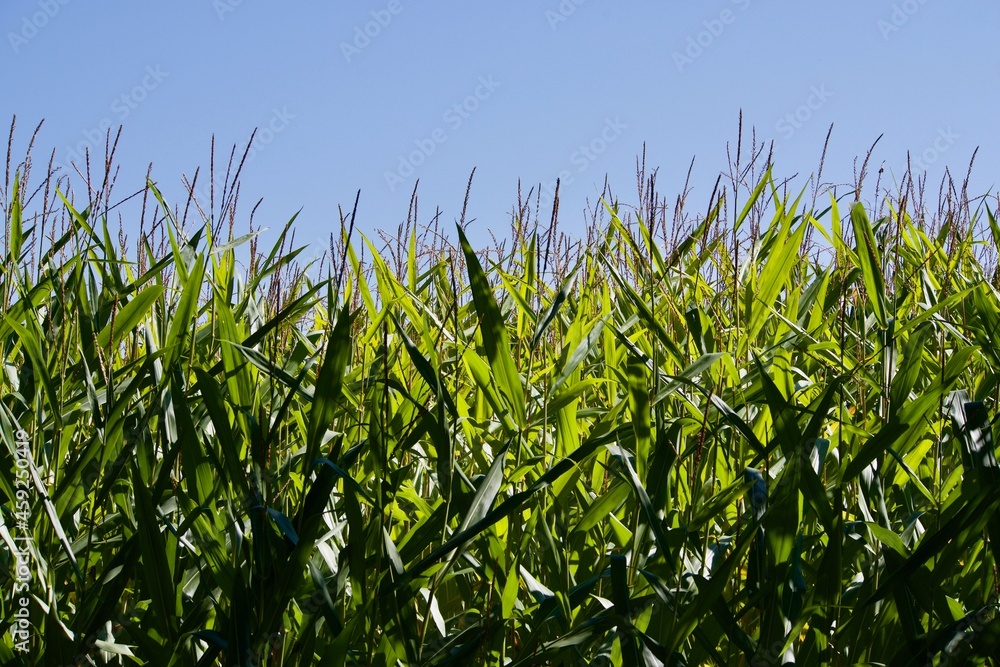 Corn field on a sunny day with blue sky Corn field on a sunny day with blue sky