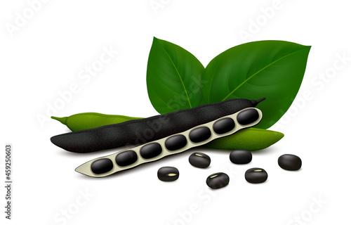 Fresh and dried black gram (Vigna mungo) pods (ripe, unripe, opened) with beans and leaves isolated on white background. Realistic vector illustration.