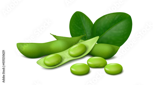 Whole and opened green soya bean pods (Edamame), fresh immature soybeans and leaves isolated on white background. Realistic vector illustration. photo