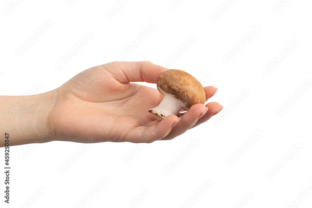 Hand holding mushroom isolated on a white background Hand holding mushroom isolated on a white background