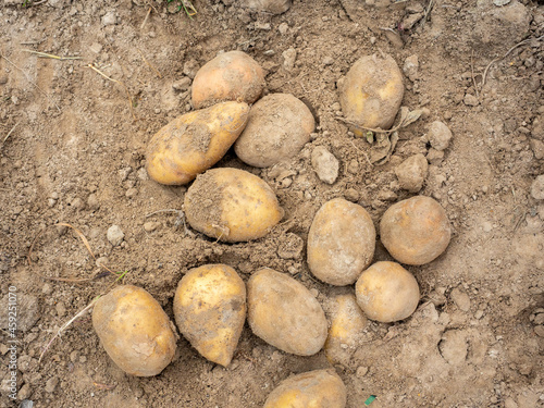 Close-up of several potato tubers dug out of the ground. Harvesting  top view  flat lay