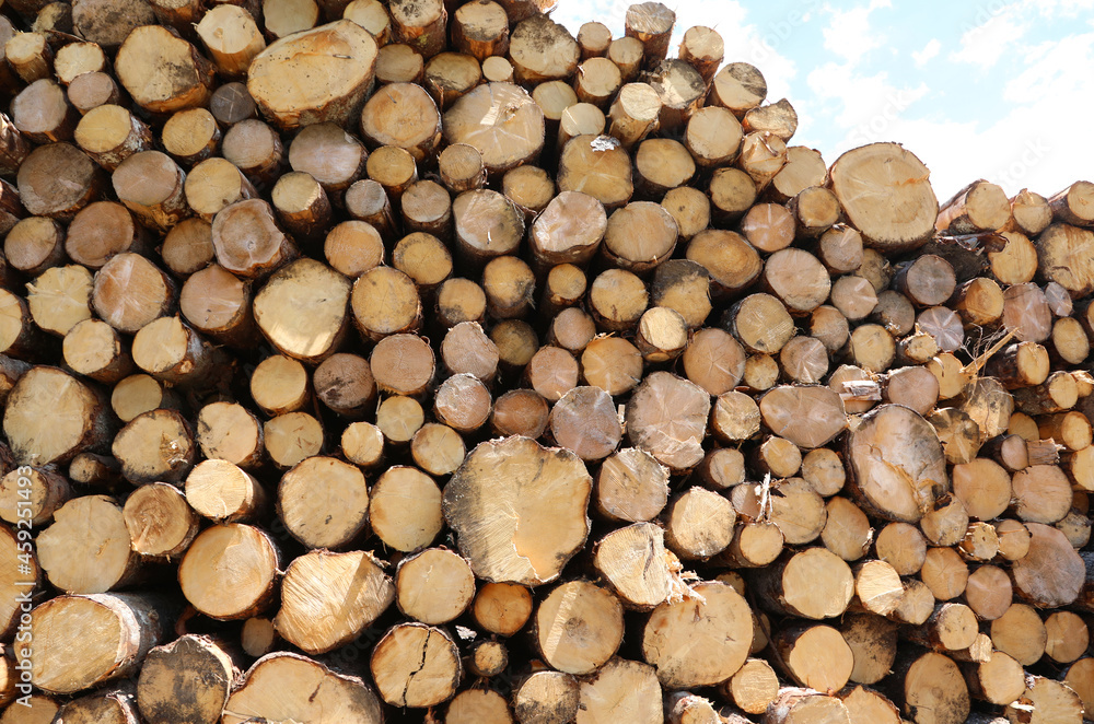 pile with many logs cut by lumberjacks in a sawmill