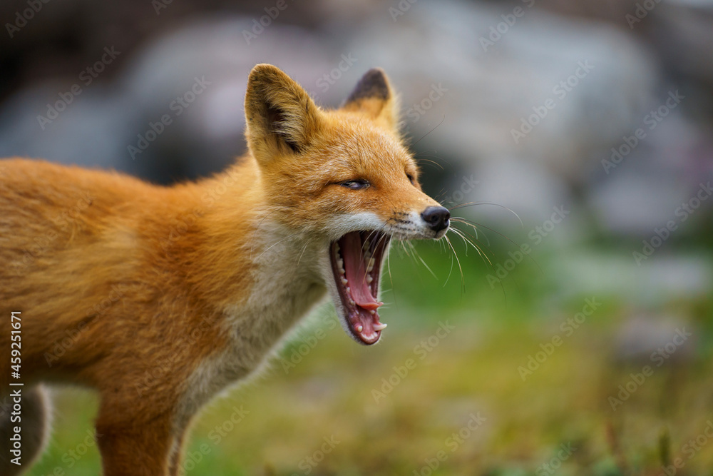 Fototapeta premium red fox vulpes