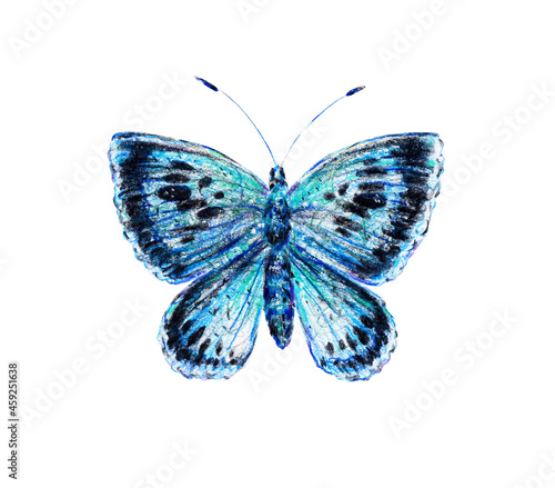 The blue beautiful butterfly is isolated on a white background. Insect view from above close-up. Drawing with pencils. © MargaritaSh