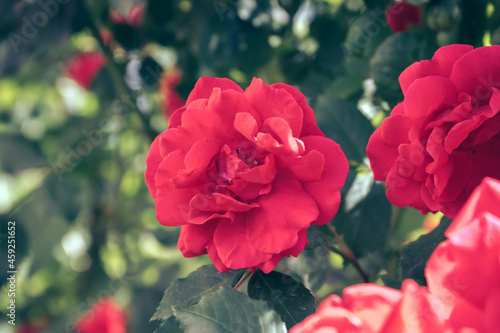 Beautiful fresh roses. Close up of a bush of red rosesin. Natural background, large bush. photo