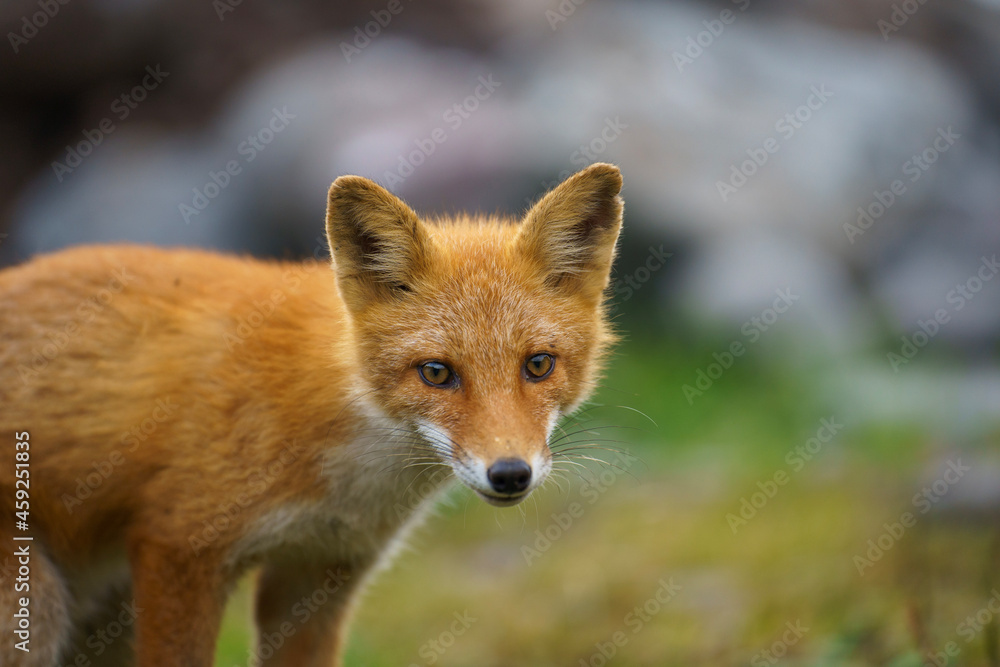 Fototapeta premium red fox vulpes