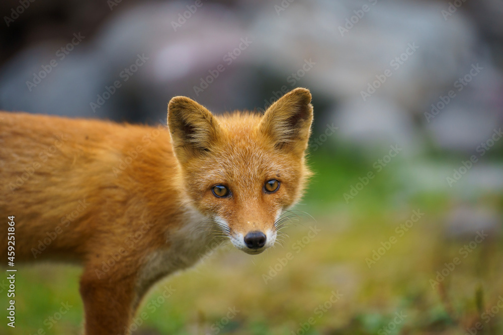 Obraz premium red fox vulpes