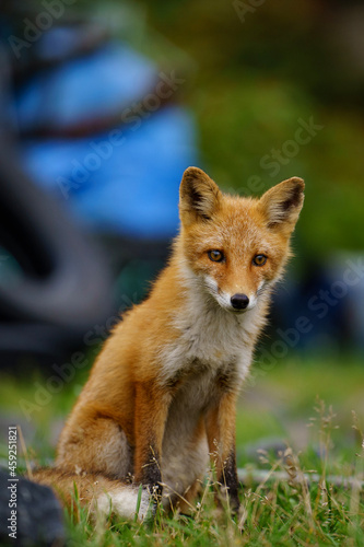 red fox vulpes © YUUSUKE