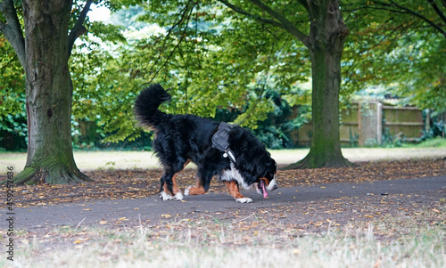 Bernese Mountain Dog walking on the path in the park, sniffing 