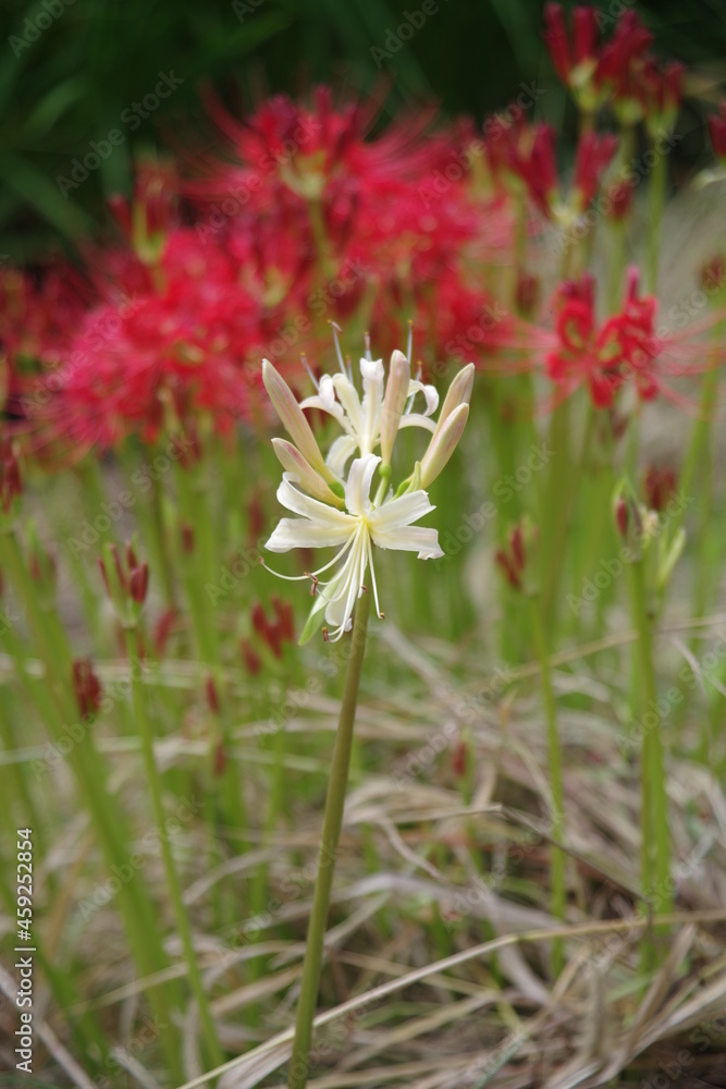 Obraz premium 曼殊沙華