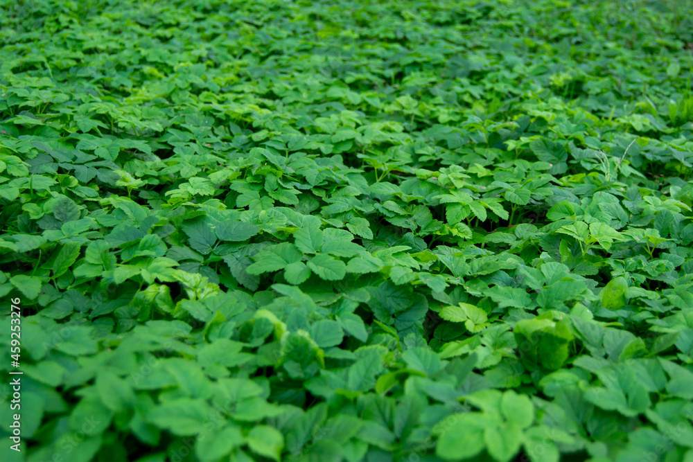 green plantation of small plants close-up. shallow depth of field green plantation of small plants close-up. shallow depth of field