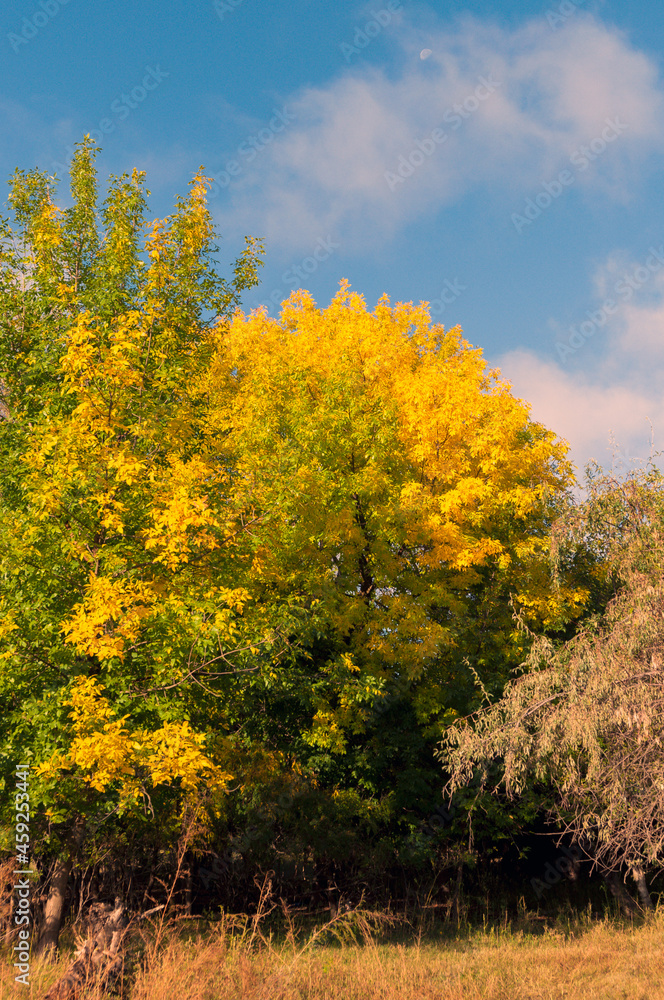 autumn trees in the forest