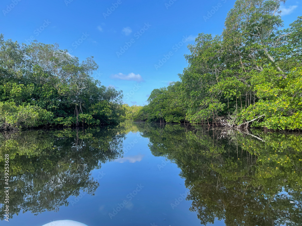 mangroves and calm water in Sanibel Island