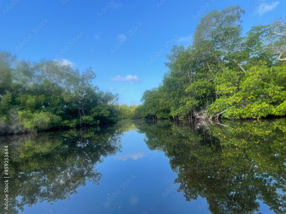 mangroves and calm water in Sanibel Island mangroves and calm water in Sanibel Island