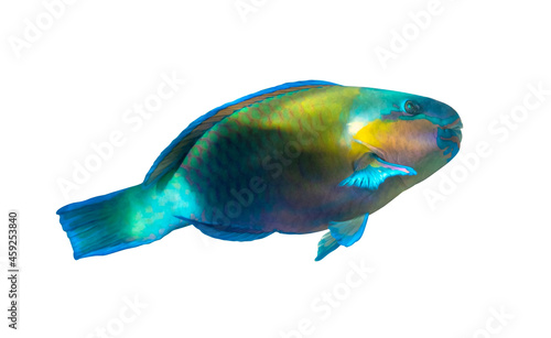 Rusty parrotfish (Scarus ferrugineus) isolated on white background, Red Sea, Egypt. Bright tropical coral fish, close up, side view, cut out.