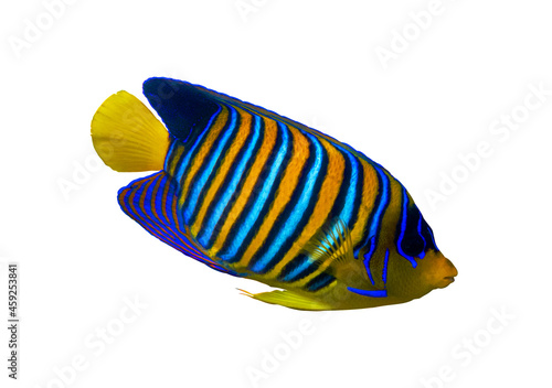 Royal Angelfish (Regal Angel Fish), coralfish isolated on a white background. Tropical colorful fish with yellow fins, orange, white and blue stripes in ocean water. Side view, close up, cut out.