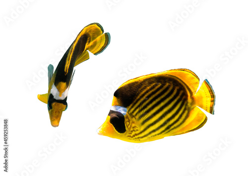 Pair of Raccoon Butterflyfish (Chaetodon lunula, crescent-masked, moon butterflyfish) isolated on white background. Two tropical fish with black and yellow stripes. Close-up, side view, cut out.