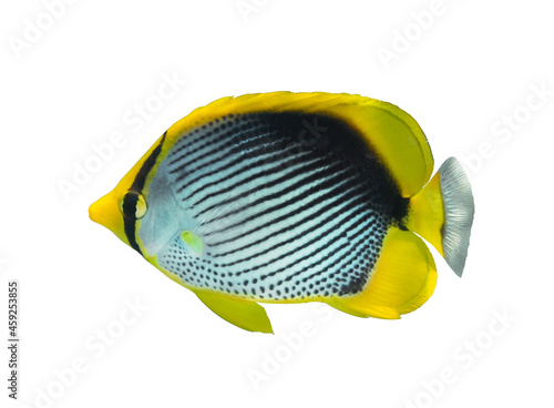 Spot-tailed butterflyfish (Chaetodon ocellicaudus) isolated on white background, Red Sea, Egypt. Tropical striped black and yellow fish. Close-up, side view. Underwater photo. photo