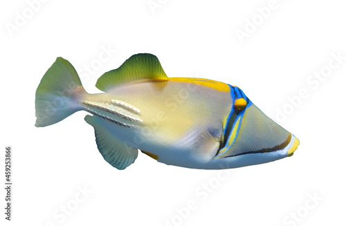 Arabian picassofish (Rhinecanthus assasi, triggerfish) isolated on white background, Red Sea. Unusual tropical bright fish in blue ocean lagoon water. Underwater photo, side view, close-up, cut out.