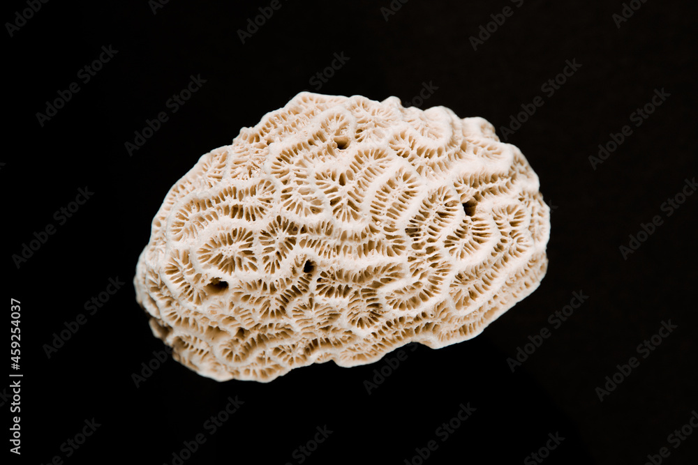Dry coral on a black background Dry coral on a black background