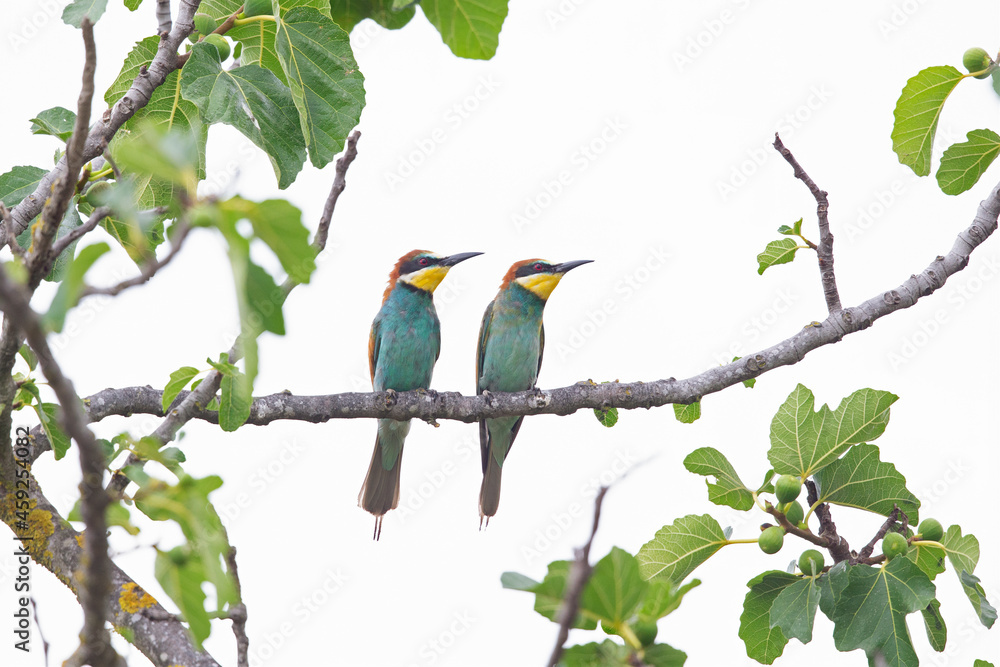 A family of european bee-eater (Merops apiaster) perched in a tree. A family of european bee-eater (Merops apiaster) perched in a tree.