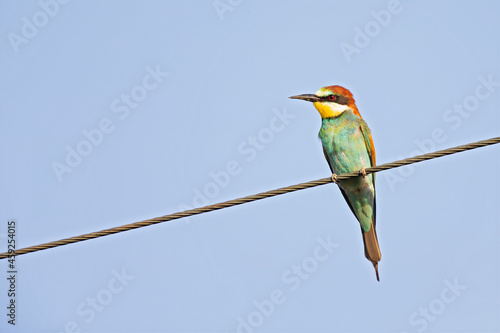 European bee-eater (Merops apiaster) perched in a electrical cable.