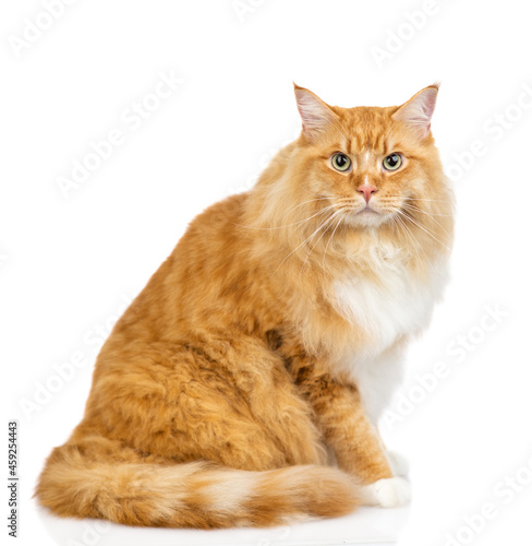 Adult maine coon cat sitting in side view. isolated on white background