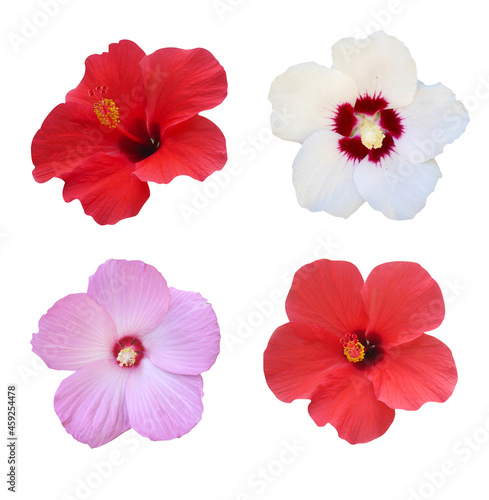 Hibiscus pink  red  white flower set on white isolated background.