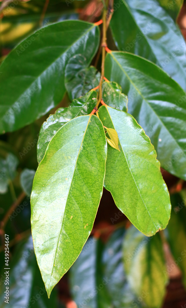 Gonocaryum littorale or blume fruit on the tree. Gonocaryum littorale or blume fruit on the tree.