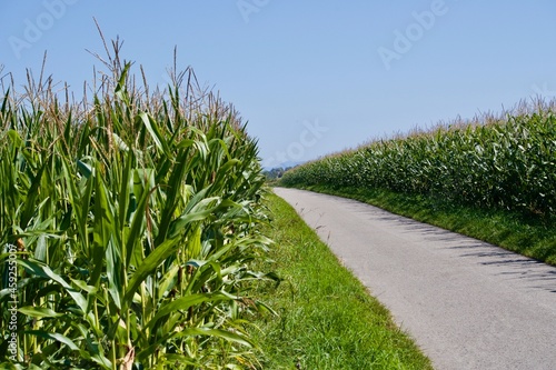 Road with corn fields on both sides on a sunny day with blue sky