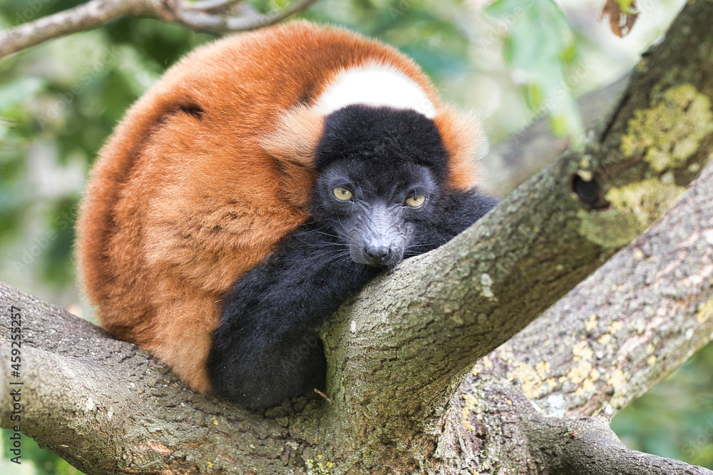 Fototapeta premium Vari roux