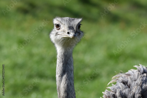 Emu © R+R