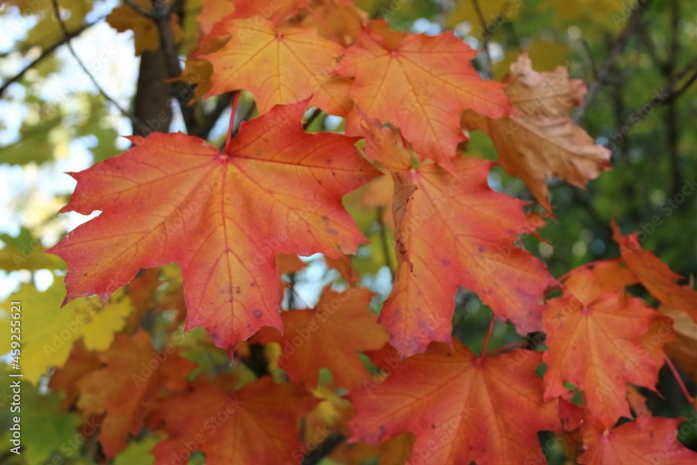 red maple leaf red maple leaf