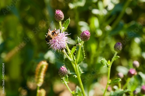 Bee sitting on a Greater Knapweed (BOT: Centaurea scabiosa, German: Skabiosen-Flockenblume)