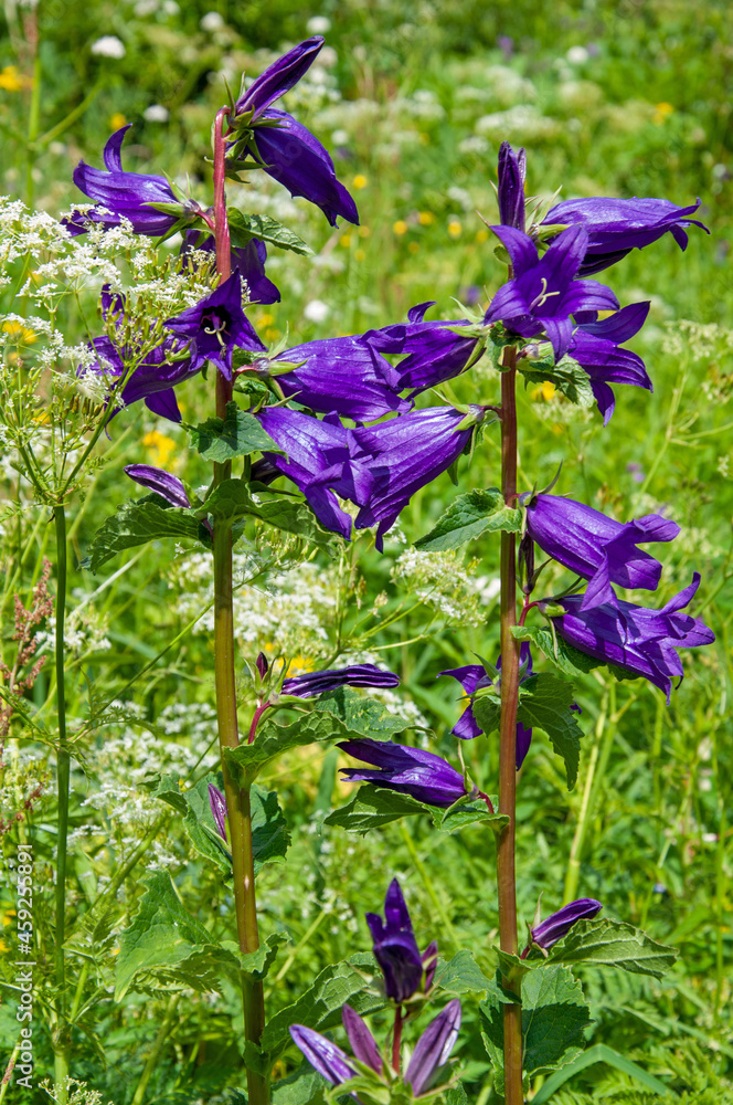 Campanulaceae purple flowers  in green meadow