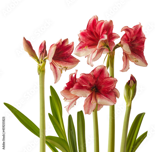 Group dark purple Hippeastrum (amaryllis) 