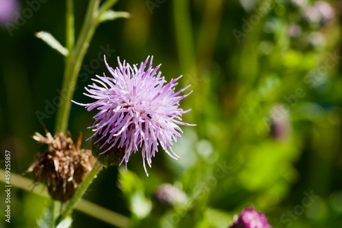 Greater Knapweed (BOT: Centaurea scabiosa, German: Skabiosen-Flockenblume)