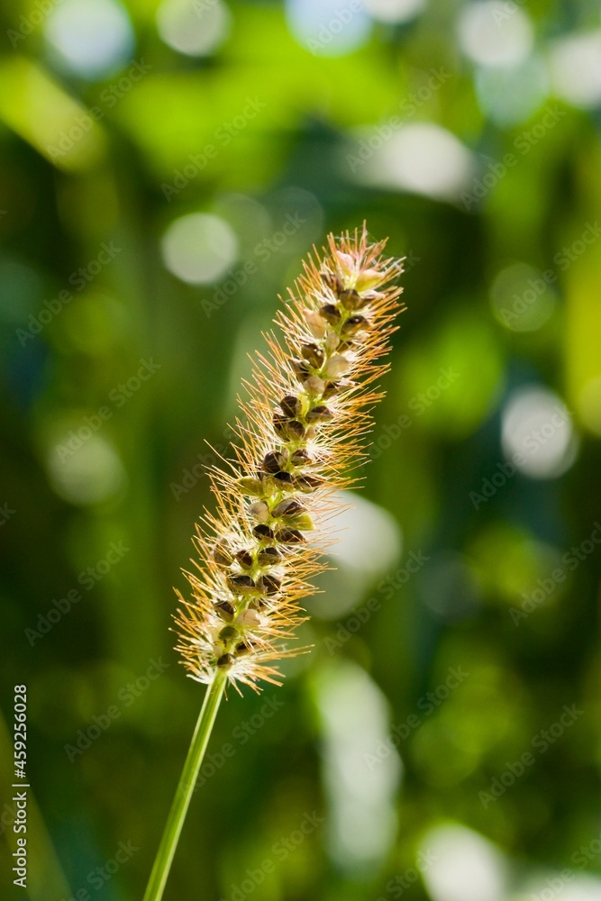 Meadow knotweed (BOT: Bistort, German: Wiesenknoeterich) Meadow knotweed (BOT: Bistort, German: Wiesenknoeterich)