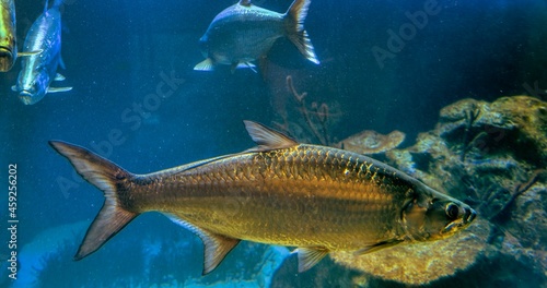 fish in aquarium