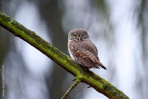 Beautiful small bird in forest. Eurasian pygmy owl (Glaucidium passerinum)