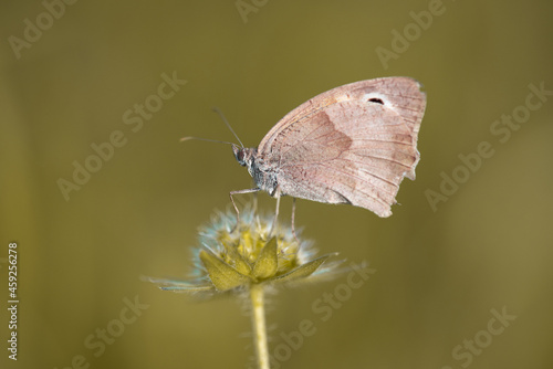 Schmetterling / Edelfalter