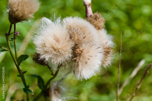 Cotton thistle (BOT: Onopordum acanthium, German: Eselsdisteln)