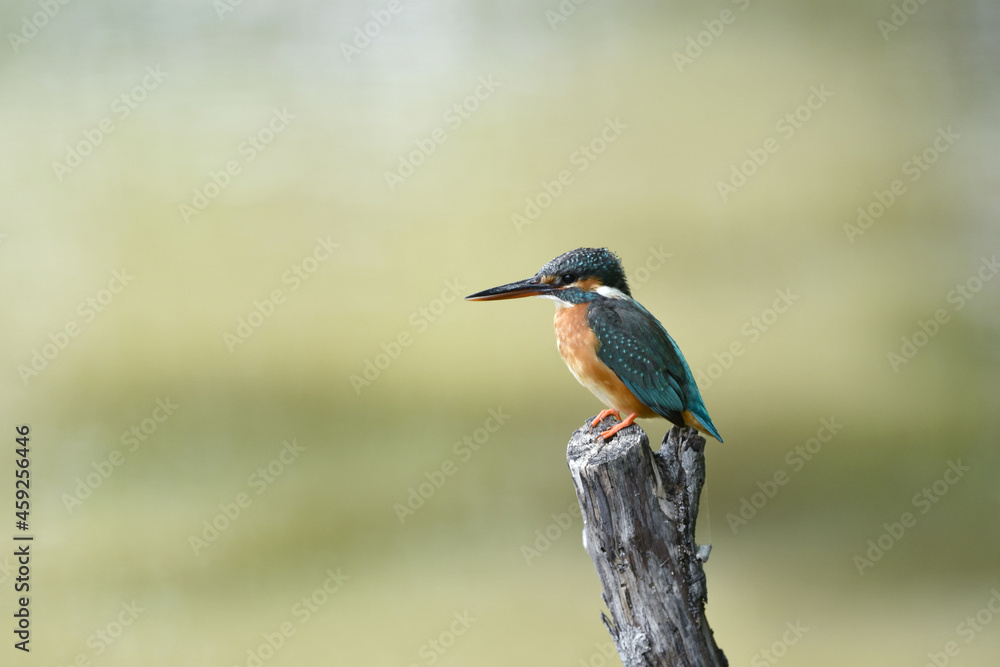 止まり木のカワセミ 止まり木のカワセミ