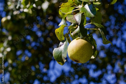 Single pear hanging on a tree on a sunny day with blue sky